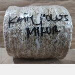 Kain Poles Mirror 100x8x16 BLUE STAR